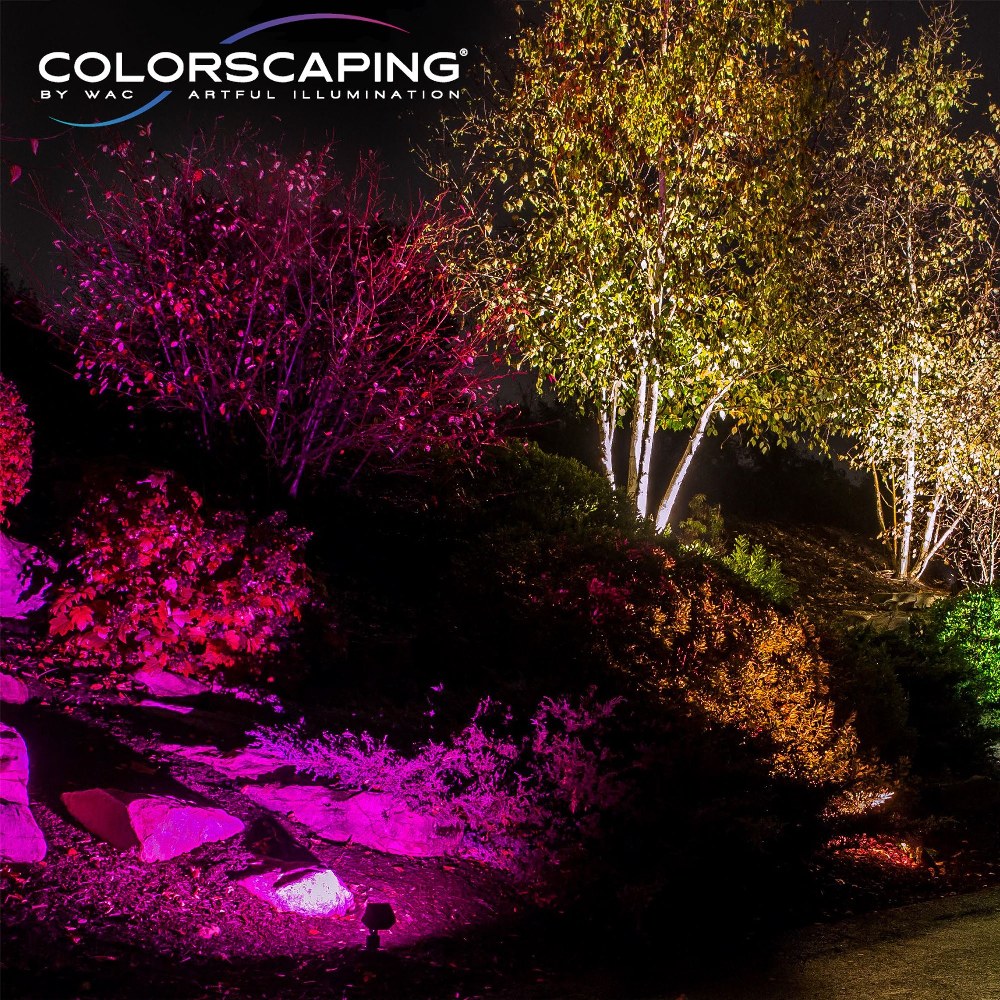 156-BEL-5302545